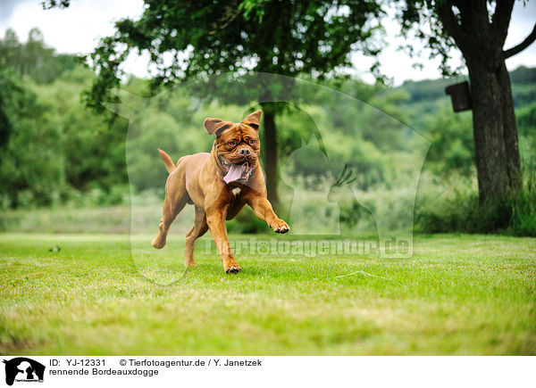 rennende Bordeauxdogge / running Dogue de Bordeaux / YJ-12331