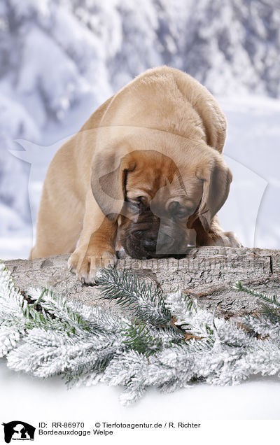 Bordeauxdogge Welpe / Dogue de Bordeaux Puppy / RR-86970