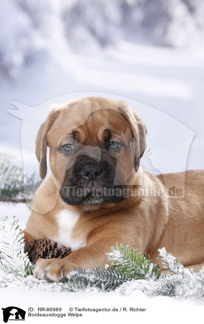 Bordeauxdogge Welpe / Dogue de Bordeaux Puppy / RR-86989