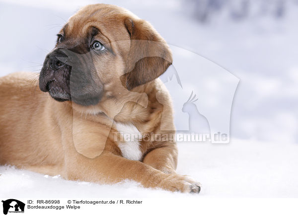 Bordeauxdogge Welpe / Dogue de Bordeaux Puppy / RR-86998