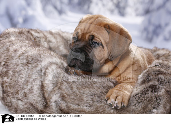 Bordeauxdogge Welpe / Dogue de Bordeaux Puppy / RR-87051