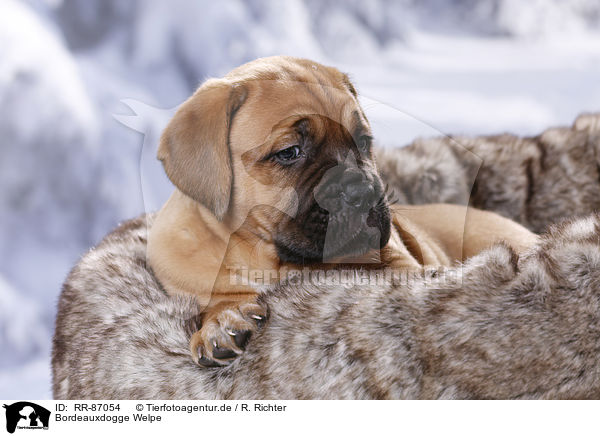 Bordeauxdogge Welpe / Dogue de Bordeaux Puppy / RR-87054