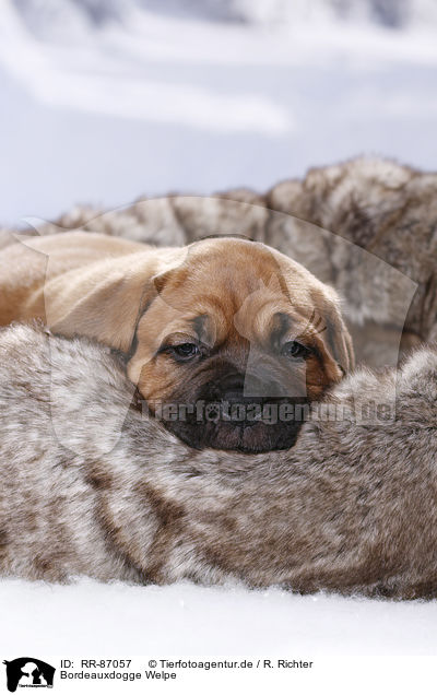 Bordeauxdogge Welpe / Dogue de Bordeaux Puppy / RR-87057