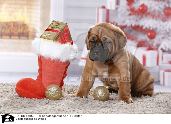 Bordeauxdogge Welpe / Dogue de Bordeaux Puppy / RR-87058