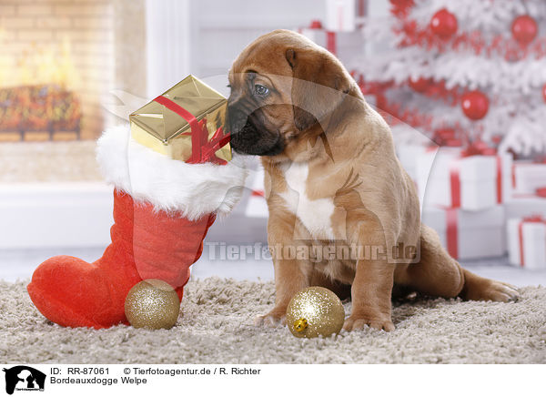 Bordeauxdogge Welpe / Dogue de Bordeaux Puppy / RR-87061