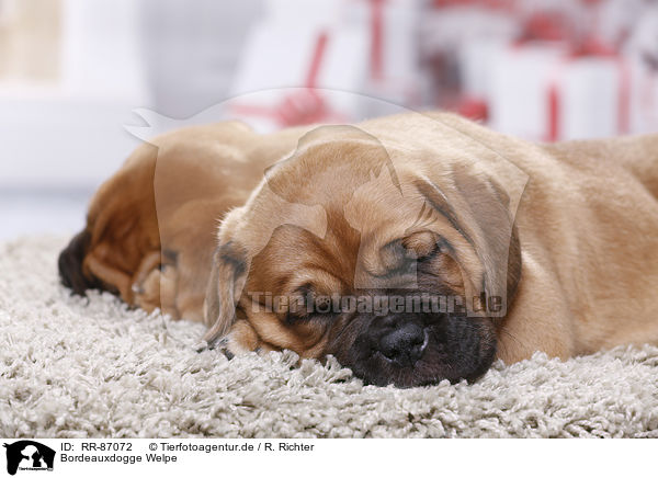 Bordeauxdogge Welpe / Dogue de Bordeaux Puppy / RR-87072