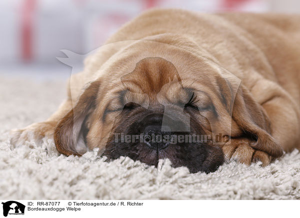 Bordeauxdogge Welpe / Dogue de Bordeaux Puppy / RR-87077