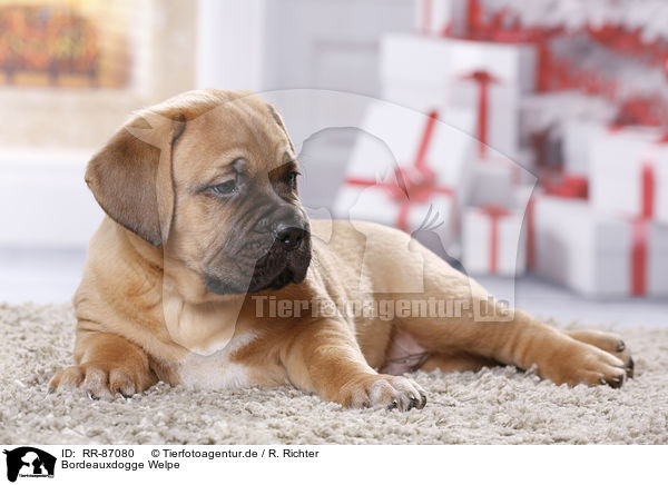 Bordeauxdogge Welpe / Dogue de Bordeaux Puppy / RR-87080
