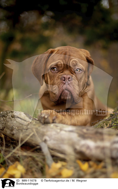 Bordeauxdogge / Bordeauxdog / MW-11678