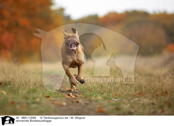 rennende Bordeauxdogge / running  Bordeauxdog / MW-11688