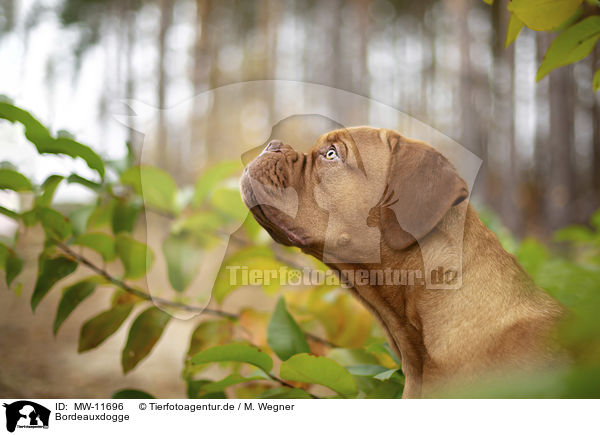 Bordeauxdogge / Bordeauxdog / MW-11696