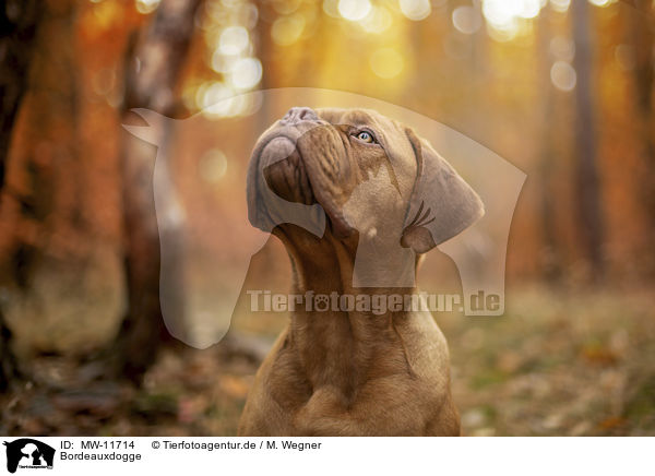 Bordeauxdogge / Bordeauxdog / MW-11714