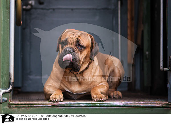 liegende Bordeauxdogge / lying Dogue de Bordeaux / WDV-01027