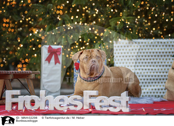 Bordeauxdogge / Dogue de Bordeaux / MAH-02298