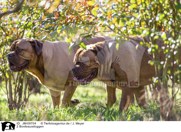 2 Bordeauxdoggen / JM-09704