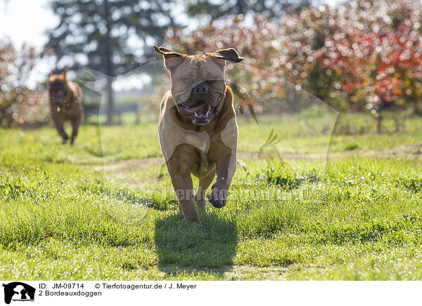 2 Bordeauxdoggen / 2 Dogue de Bordeaux / JM-09714