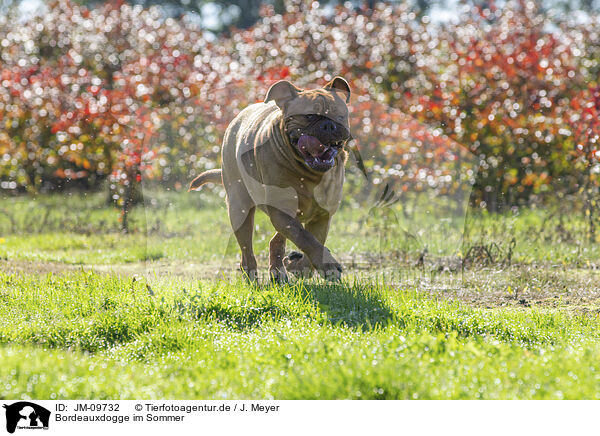 Bordeauxdogge im Sommer / Dogue de Bordeaux in summer / JM-09732