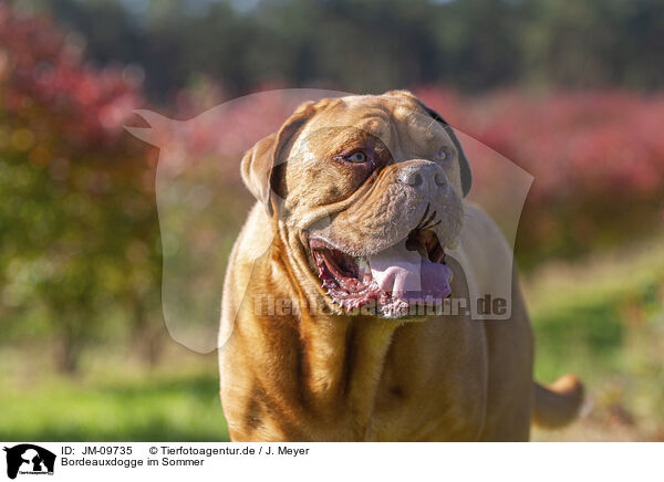 Bordeauxdogge im Sommer / JM-09735