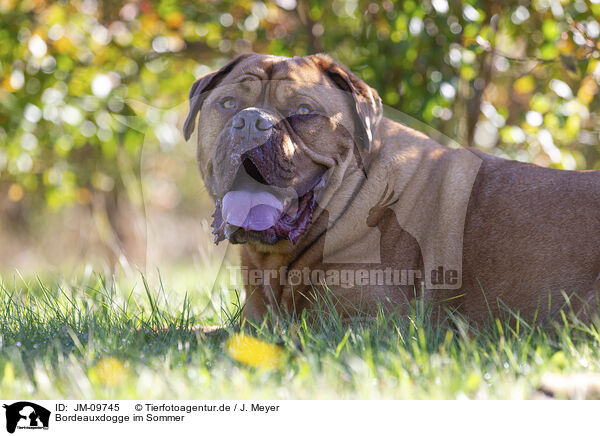 Bordeauxdogge im Sommer / JM-09745