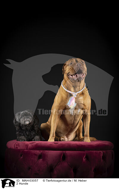 2 Hunde / MAH-03057