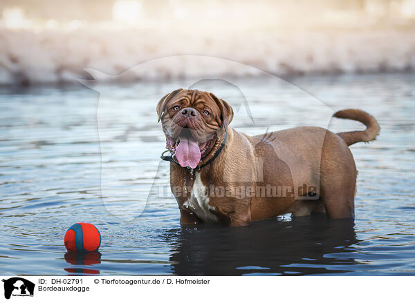 Bordeauxdogge / Dogue de Bordeaux / DH-02791