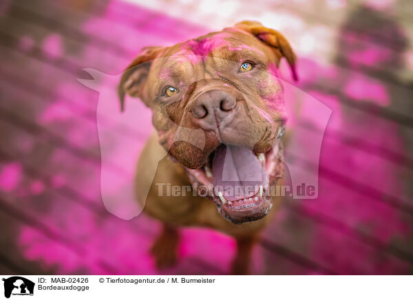 Bordeauxdogge / Dogue Bordeaux / MAB-02426