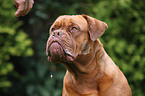 Bordeauxdogge Portrait