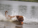 spielende Bordeauxdogge