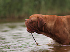 Bordeauxdogge Portrait