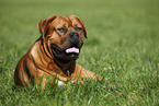 liegende Bordeauxdogge