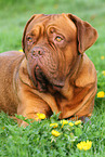 liegende Bordeauxdogge