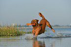 Bordeauxdogge im Wasser