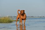 Bordeauxdogge im Wasser