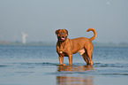 Bordeauxdogge im Wasser