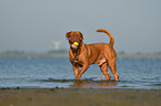 Bordeauxdogge im Wasser