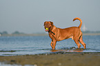 Bordeauxdogge im Wasser