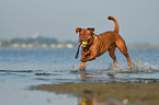 Bordeauxdogge im Wasser