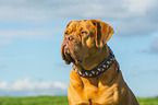 Bordeauxdogge Portrait