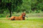 liegende Bordeauxdogge
