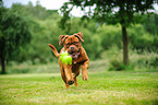 spielende Bordeauxdogge