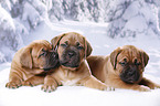 3 Bordeauxdogge Welpen