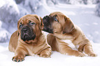 2 Bordeauxdogge Welpen