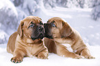 2 Bordeauxdogge Welpen