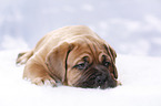 Bordeauxdogge Welpe