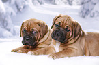 2 Bordeauxdogge Welpen