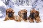 3 Bordeauxdogge Welpen