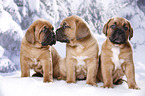 3 Bordeauxdogge Welpen