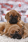 2 Bordeauxdogge Welpen