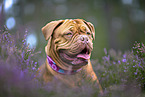 Bordeauxdogge in der Heide