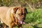 Bordeauxdogge im Sommer